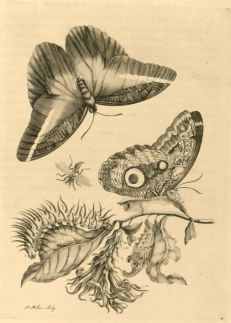 Merian - south american insect sketches