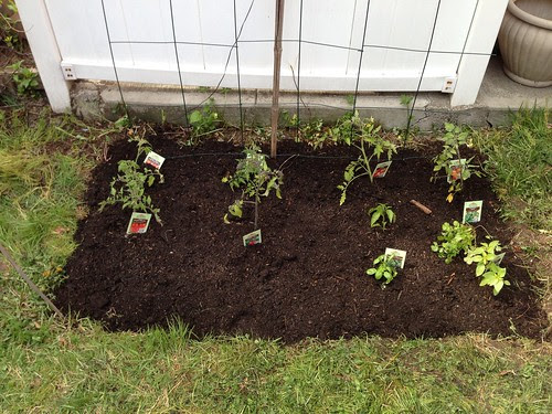 Tomatoes (6 different types), basil, lemon basil, cilantro, jalapeño peppers