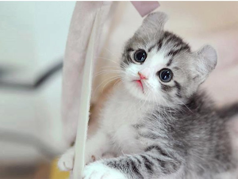 50 Gambar DP BBM Kucing Lucu Imut Gemesin Berbagai Gadget 50 Gambar DP BBM Kucing Lucu Imut Gemesin Berbagai Gadget