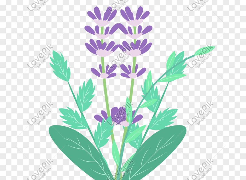 Sketsa Bunga Lavender - Pemburu Soal Jawaban