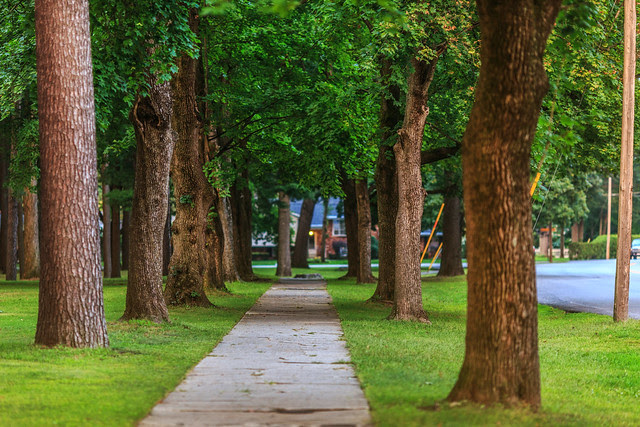 The Trees in Summer