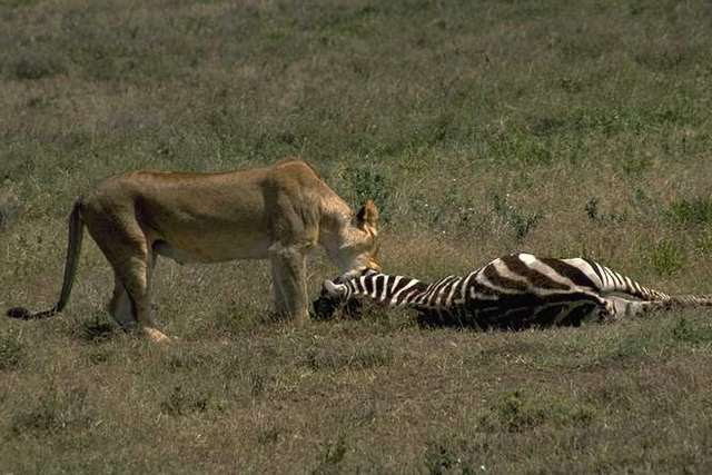 lionzebra.jpg
