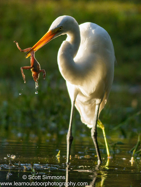 Photo & Video Sharing by SmugMug Photo & Video Sharing by SmugMug