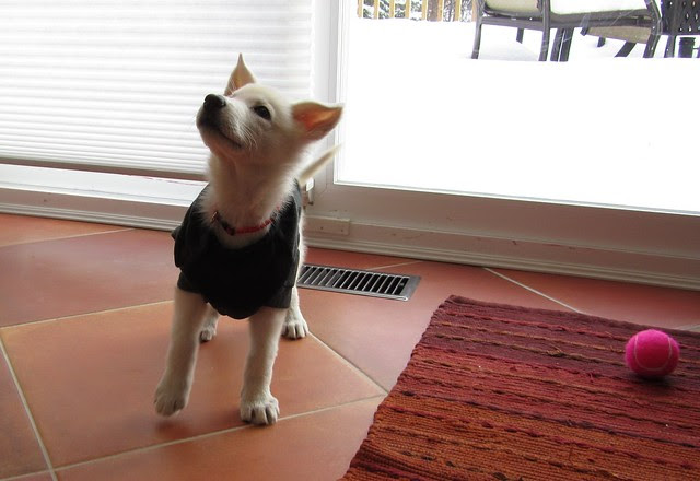 Dec. 7-Maggie and her fleece jacket-7