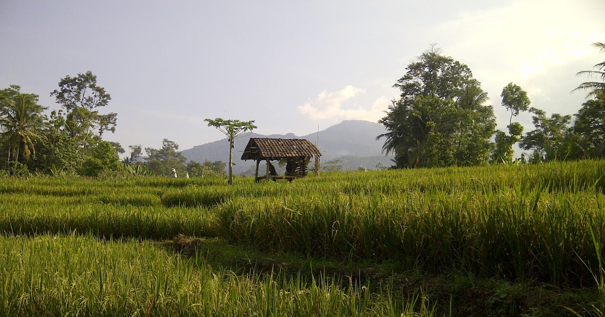 Gambar Gubuk Sawah Paimin Gambar