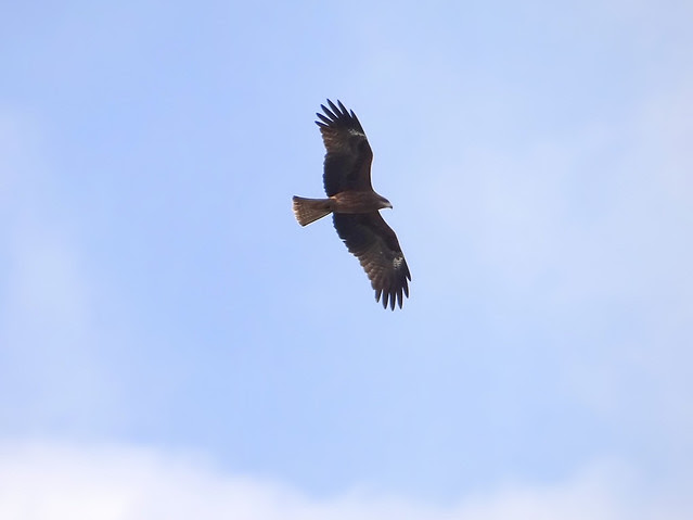 黑鳶、老鷹/無限台南