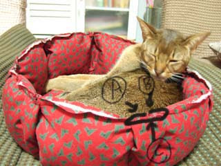 100 フェルト 猫 ベッド 作り方 100 で最高の画像
