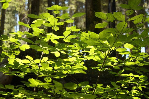 406 Dogwood