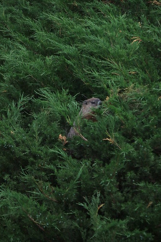 stealthy groundhog