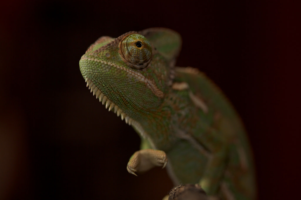 Hidden Unseen: Ten Things You Didn’t Know About Chameleons