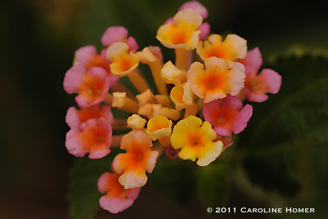 'Ham & eggs' lantana