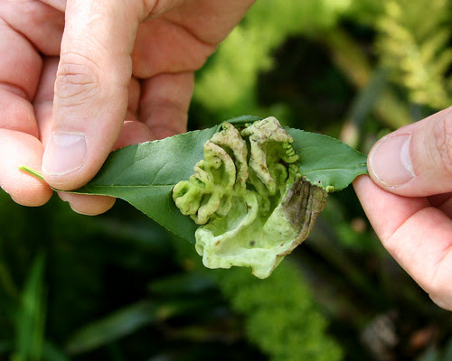 peach leaf curl