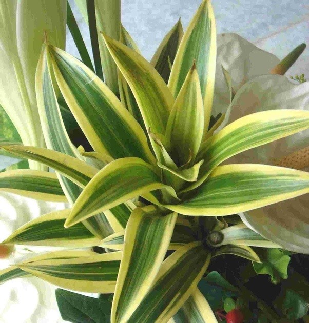How To Identify House Plants / identification - What is this tropical