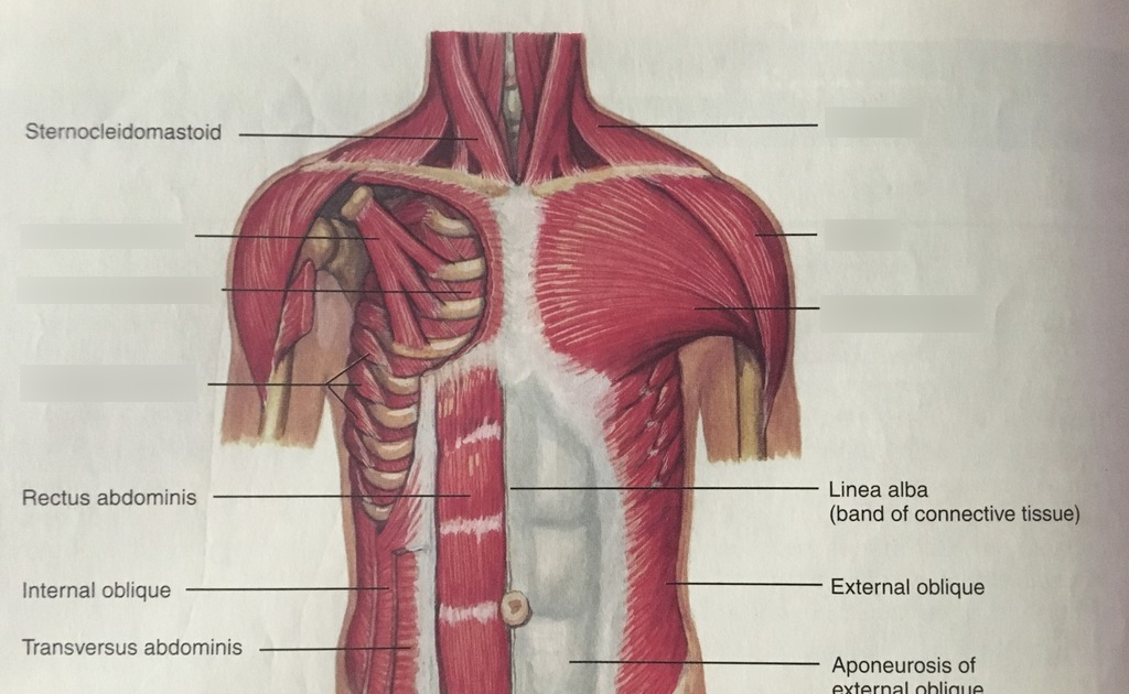 Chest Muscles Anatomy : Chest Anatomy All About The Chest Muscles