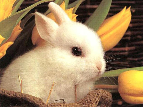 http://www.thepawblog.com/wp-content/uploads/2007/06/cute_rabbit.jpg