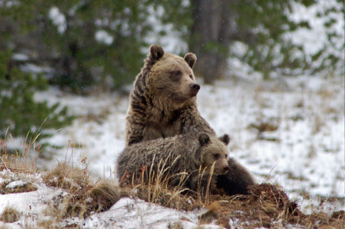 Grizzly
