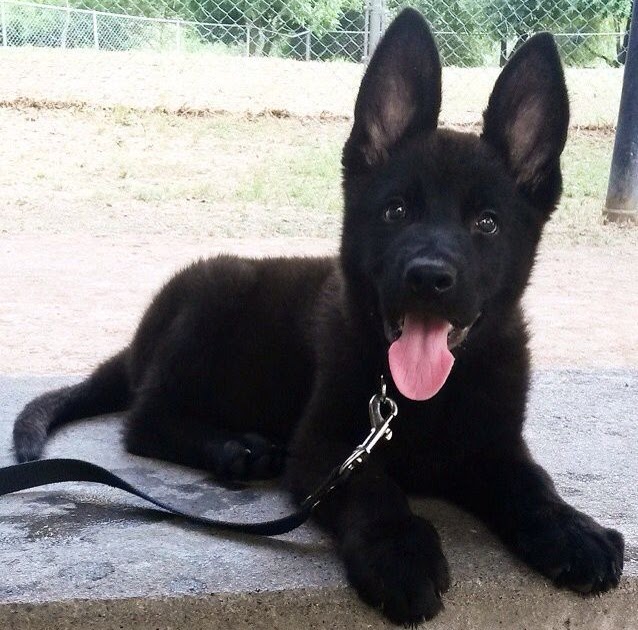 Recklessly Black German Shepherd Puppies Near Me