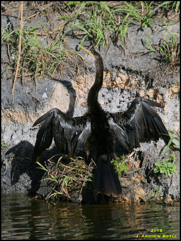 Anhinga Anhinga
