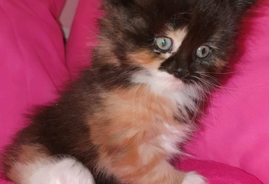 Half Persian Cat Black And White Pics Rura Pets