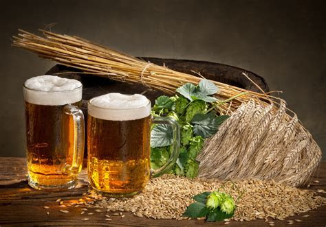 Wallpapers Hops Beer Grain Mug Food Drinks 5000x3502 Wallpapers Hops Beer Grain Mug Food Drinks 5000x3502