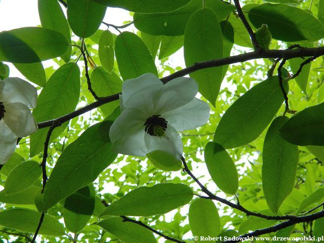 Magnolia Wilsona