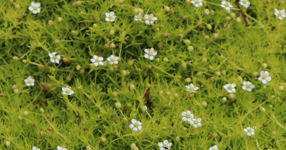 Moos Als Bodendecker Im Garten