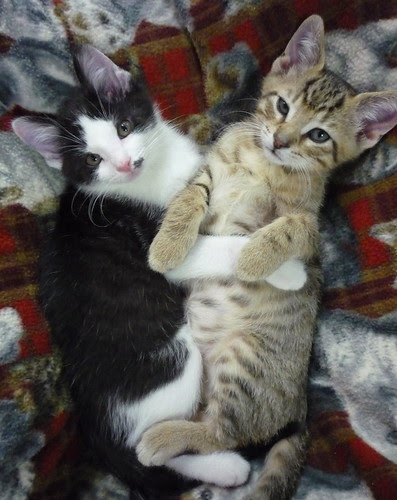 Roga & Boomer