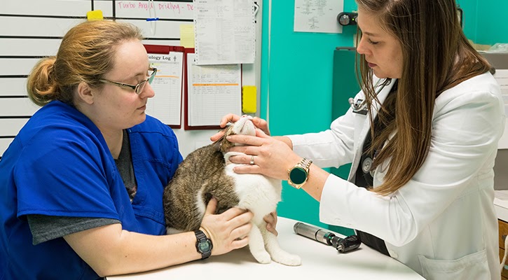 Veterinary Care Center Near Me - Vitality Veterinary Services - High