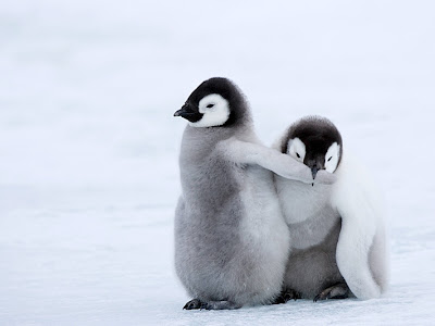 かわいい 赤ちゃん ペンギン 画像 255406-ペンギン 赤ちゃん かわいい 画像