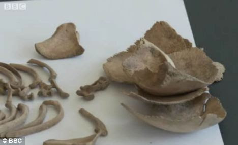 Distressing: Part of one of the baby's skulls which was found at the site