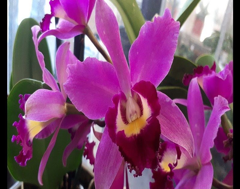 Cattleya Orchids For Sale Australia Orchid Flowers