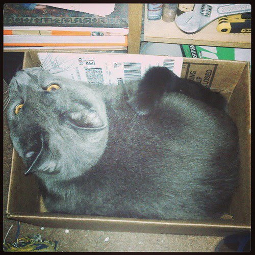 Did the Ancient Egyptians invent the cardboard box? Hmmmm. #Lester #CatInBox
