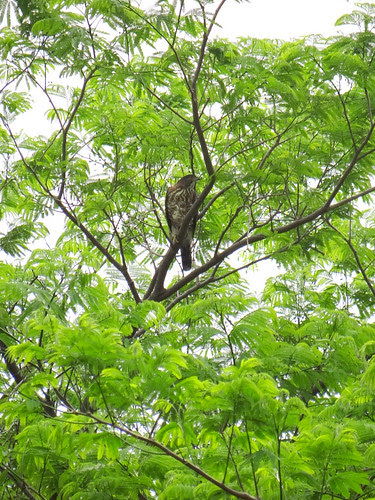 鳳頭蒼鷹/無限台南