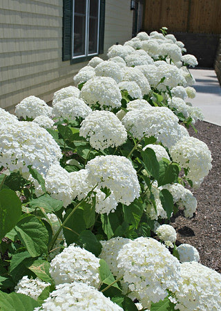Flowers in the Front of the Carriage House of the Cranwell Resort, Spa, and Golf Club