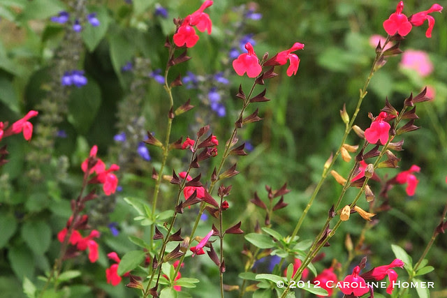 Cherry sage, Indigo Spires