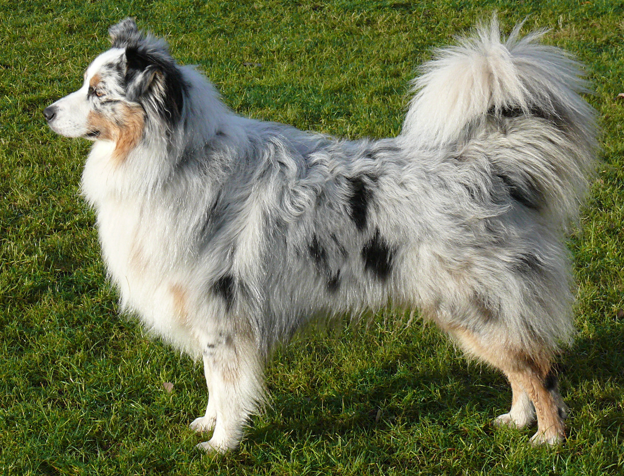 Mini Australian Shepherd Blue Merle [] Lunawsome