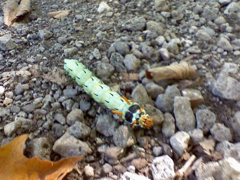 caterpillar moth