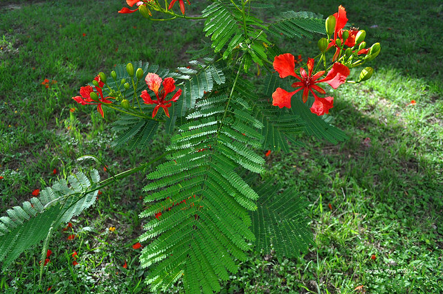 Flores de flamboyant VI