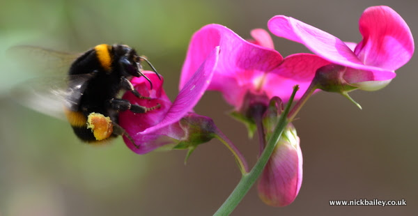 bumblebee and sweet pea. © Nick Bailey