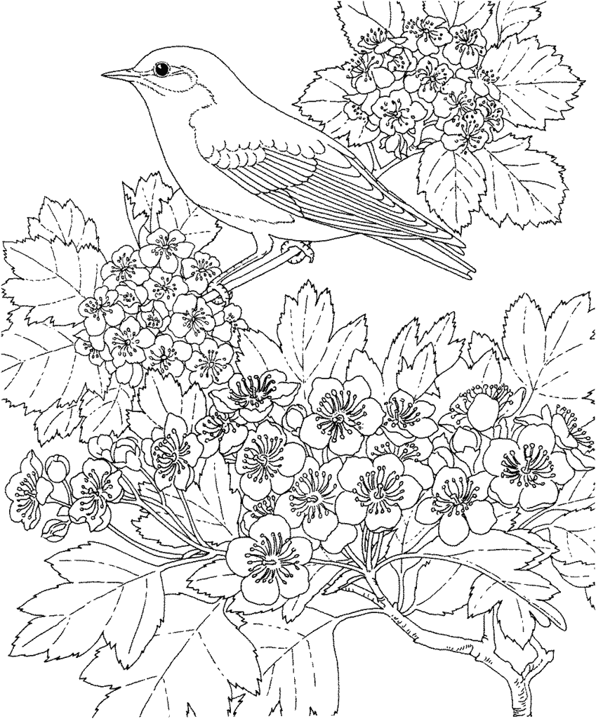 Lovely blue bird coloring page of bird in tree.