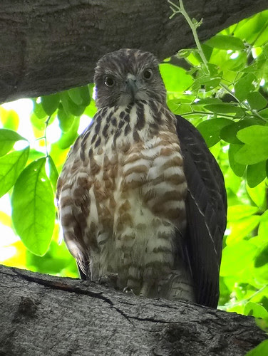 鳳頭蒼鷹/無限台南