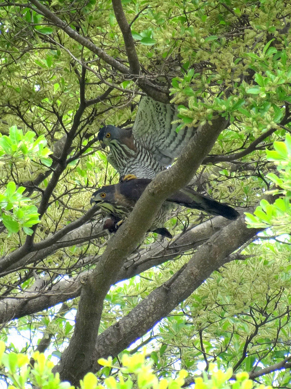 鳳頭蒼鷹/無限台南