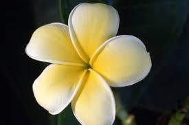 すべての美しい花の画像 新鮮なプルメリア 花 言葉