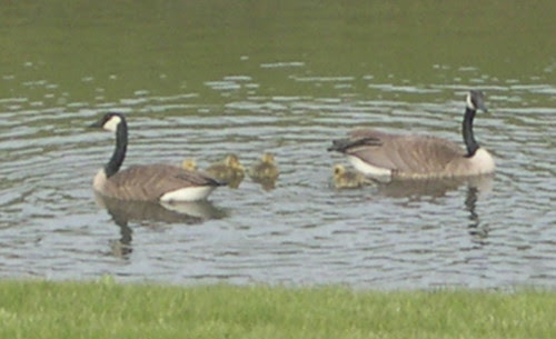 New Family on the Pond
