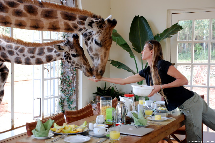 giraffe manor