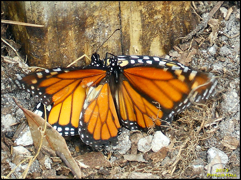 Monarch Butterfly Monarch Butterfly