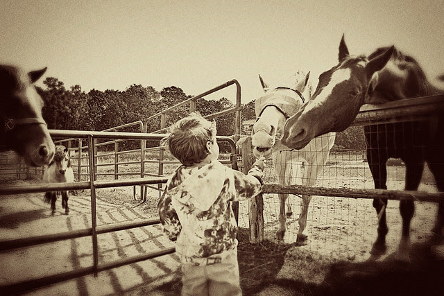 oliver-horses