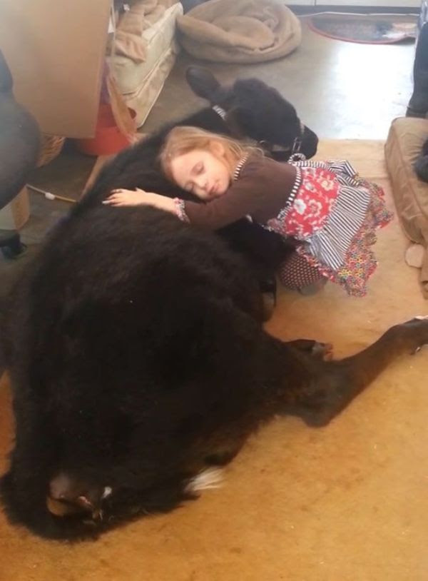 Эта симпатичная 5-летняя девочка привела домой весьма неожиданного гостя девочка привела домой теленка, теленок в доме