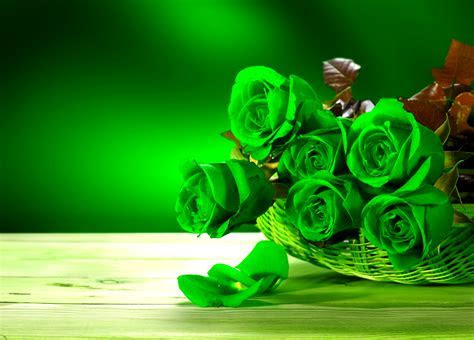 Green Rose Wallpapers, Pictures, Images Green Rose Wallpapers, Pictures, Images