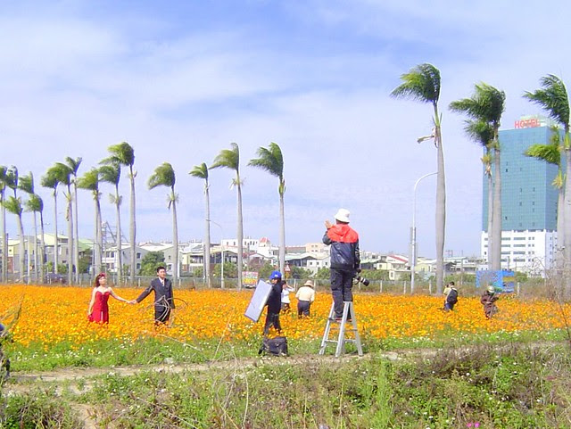 波斯菊/無限台南